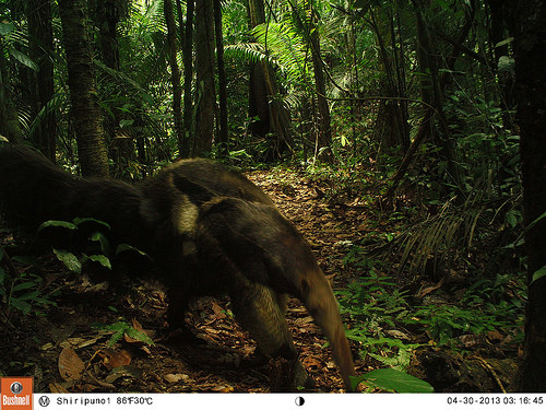Giant Anteater