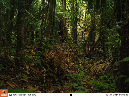 Jaguar
